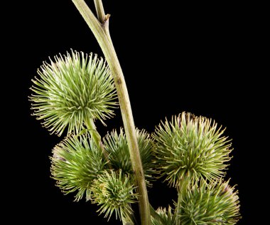 Bir siyah arka plan closeup izole süt thistle