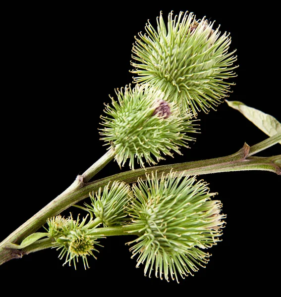 Bir siyah arka plan portre üzerinde süt Thistle — Stok fotoğraf