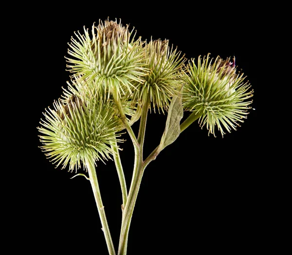 Milk thistle on a black background closeup — Stock Photo, Image