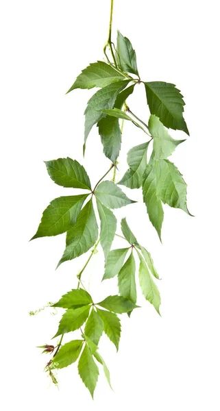 Blätter Trauben isoliert auf weißem Hintergrund Nahaufnahme — Stockfoto
