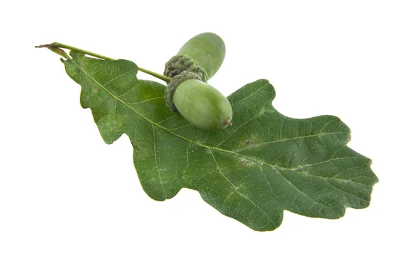 Acorns isolated on white background closeup — Stock Photo, Image