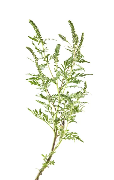 Ragweed 흰색 배경 근접 촬영에 고립 된 — 스톡 사진