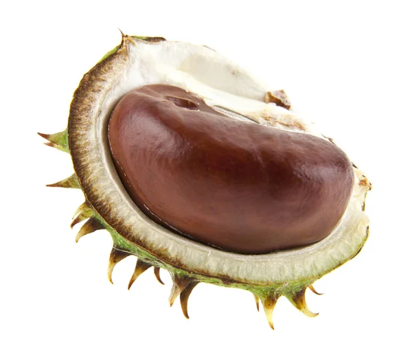 Chestnut isolated on white background closeup — Stock Photo, Image