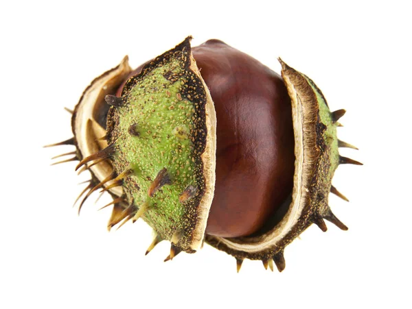 Chestnut isolated on white background closeup — Stock Photo, Image