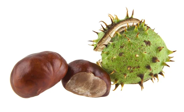 Chestnut isolated on white background closeup — Stock Photo, Image