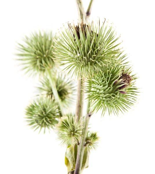 Beyaz arka plan closeup izole Thistle süt