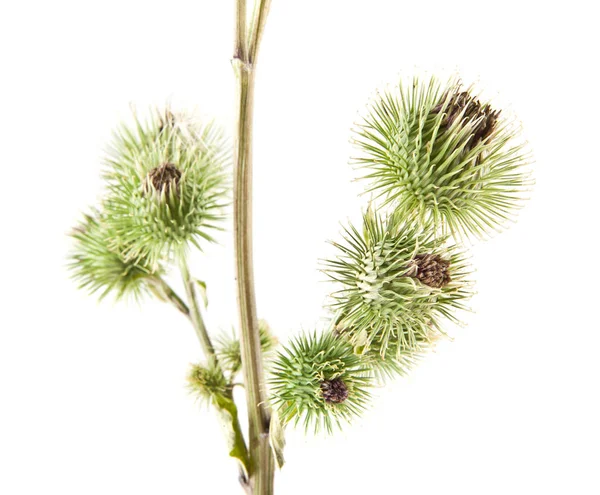 Milk thistle isolated on white background closeup — Stock Photo, Image