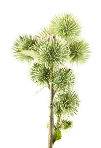 Beyaz arka plan closeup izole Thistle süt