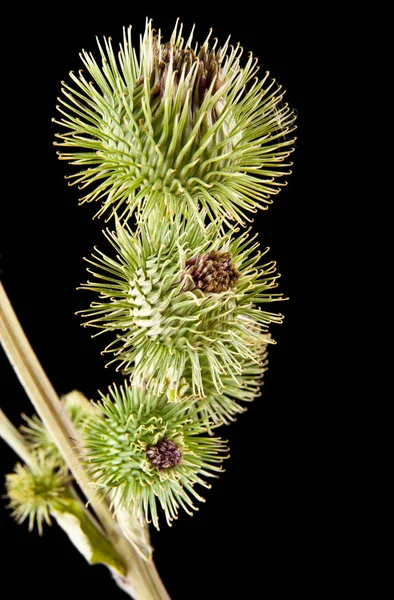 Milk thistle isolated on a black background closeup — Stock Photo, Image