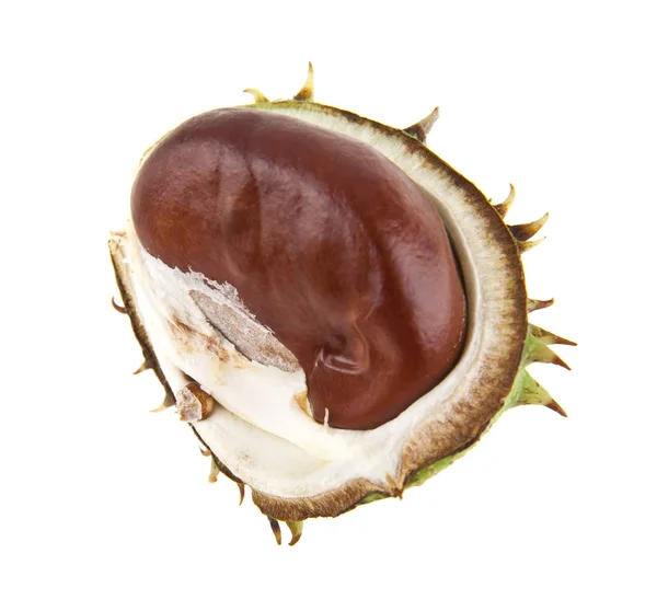 Chestnut isolated on white background closeup — Stock Photo, Image