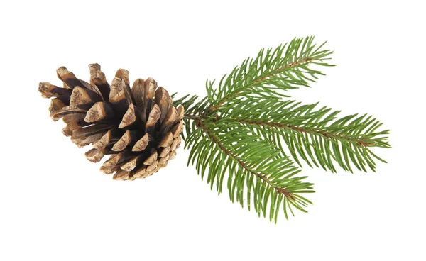 Cone and branch of Christmas tree isolated on white background c — Stock Photo, Image