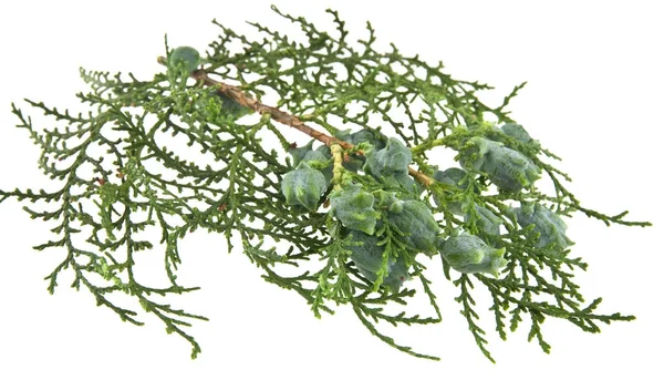 Thuja 흰색 배경 근접 촬영에 고립 된 — 스톡 사진