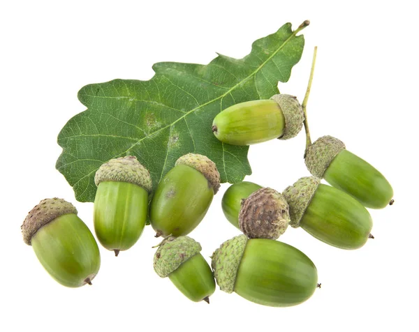 Acorns isolated on white background closeup Royalty Free Stock Photos