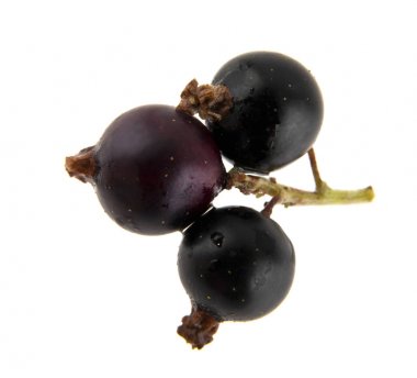 Beyaz arka plan closeup izole Siyah frenk üzümü