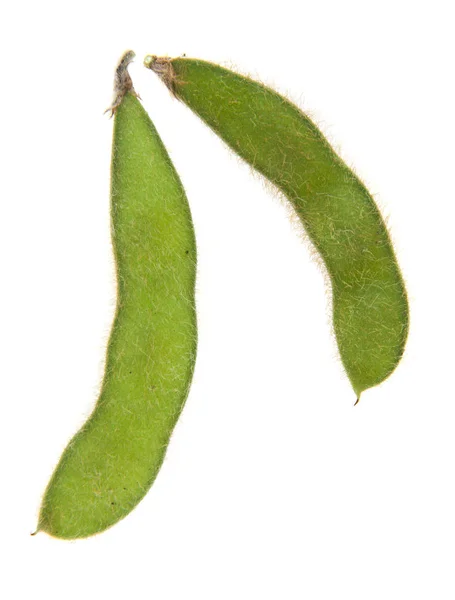 Soybean isolated on white background close-up — Stock Photo, Image