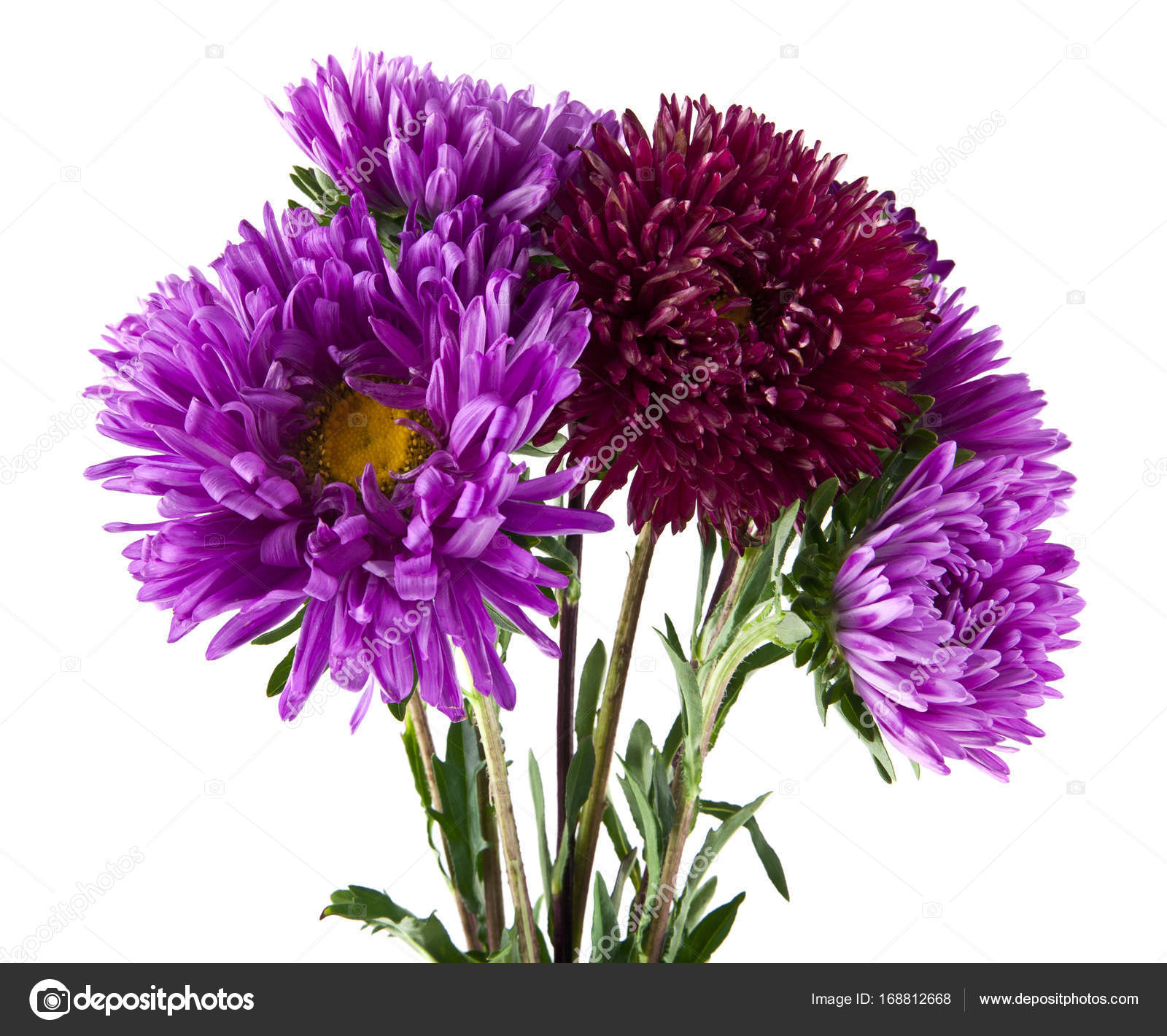 Image result for flowers against white background