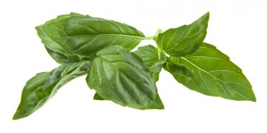 Beyaz arka plan closeup izole fesleğen