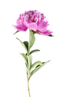 Beyaz arka plan closeup izole Şakayık çiçekleri