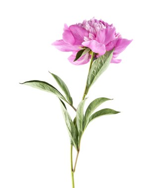 Beyaz arka plan closeup izole Şakayık çiçekleri