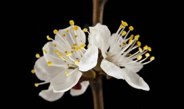 bir siyah arka plan closeup kayısı çiçekler