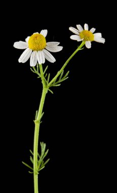 papatya çiçeği bir siyah arka plan portre üzerinde