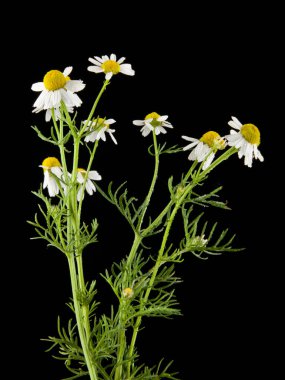 papatya çiçeği bir siyah arka plan portre üzerinde