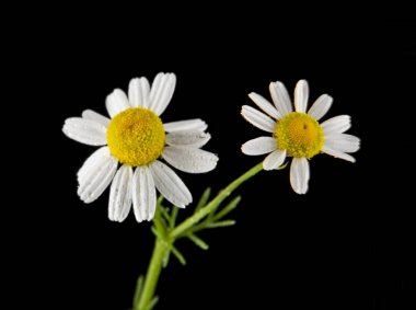 papatya çiçeği bir siyah arka plan portre üzerinde