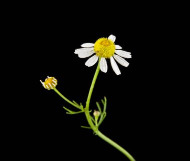 papatya çiçeği bir siyah arka plan portre üzerinde