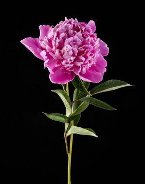 Bir siyah arka plan closeup Şakayık çiçekleri