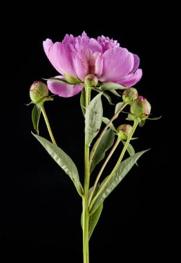 Bir siyah arka plan closeup Şakayık çiçekleri