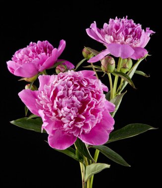 Bir siyah arka plan closeup Şakayık çiçekleri