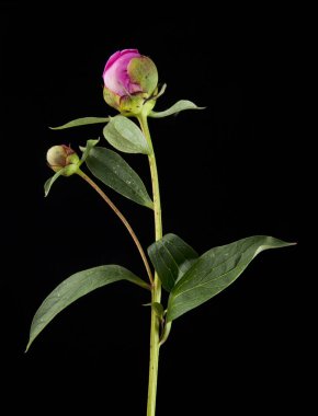 Bir siyah arka plan closeup Şakayık çiçekleri