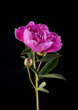 Bir siyah arka plan closeup Şakayık çiçekleri