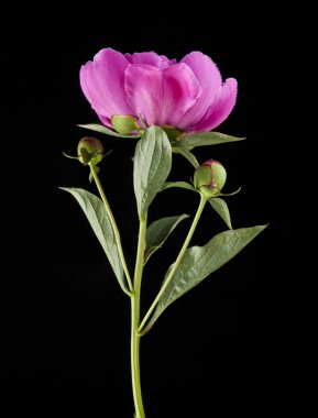 Bir siyah arka plan closeup Şakayık çiçekleri