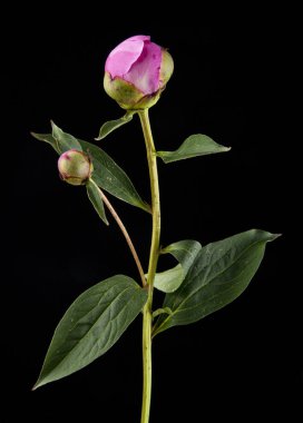 Bir siyah arka plan closeup Şakayık çiçekleri