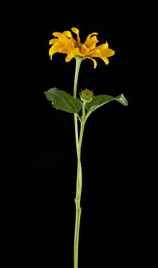 bir siyah arka plan portre üzerinde sarı papatya