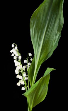 çiçekler lily vadi üzerinde siyah arka plan yakın çekim