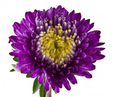 Beyaz arka plan yakın çekim izole yaz çiçek