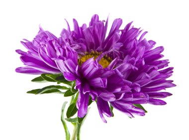 Beyaz arka plan yakın çekim izole yaz çiçek