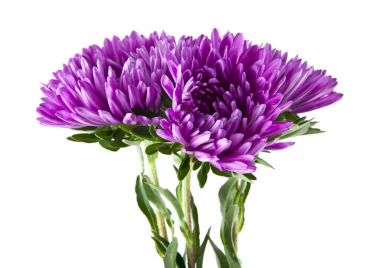 Beyaz arka plan yakın çekim izole yaz çiçek