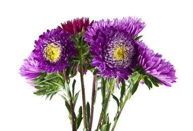 Beyaz arka plan yakın çekim izole yaz çiçek