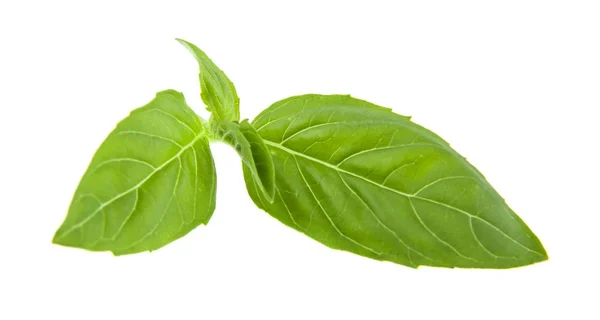 Basil isolated on white background closeup — Stock Photo, Image