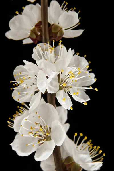 Apricot flowers on a black background closeup — Stock Photo, Image