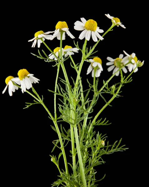 papatya çiçeği bir siyah arka plan portre üzerinde