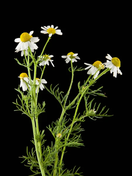 papatya çiçeği bir siyah arka plan portre üzerinde