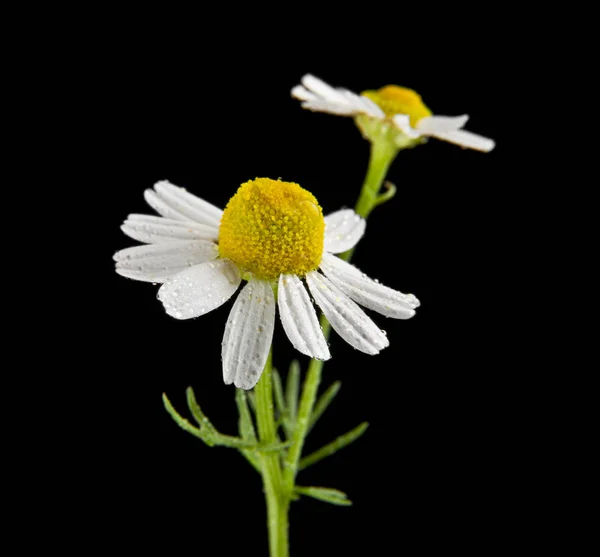 Fleurs de camomille sur un fond noir gros plan — Photo