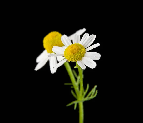 Flores de manzanilla sobre un fondo negro primer plano —  Fotos de Stock