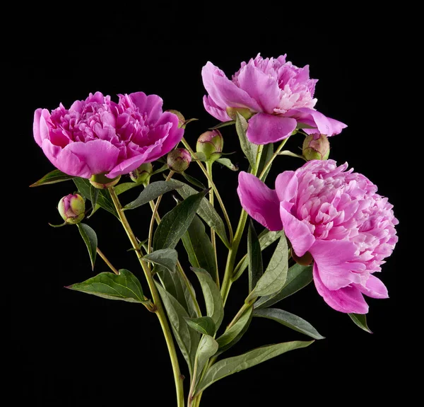 Bir siyah arka plan closeup Şakayık çiçekleri