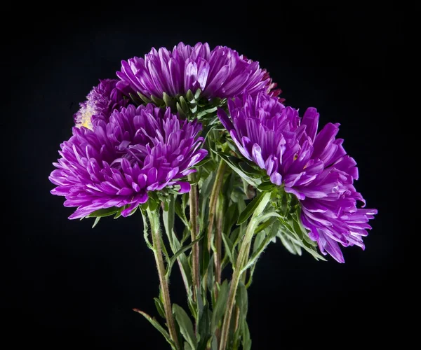 asters flowers on black background closeup