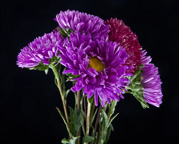 asters flowers on black background closeup